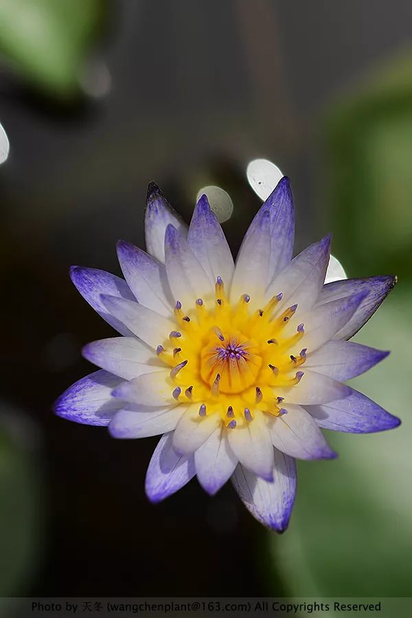 微型睡莲的品种及图片介绍,冬季合适种植的睡莲