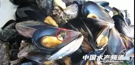 各种海鲜哪些部位不能吃,海鲜哪些人不能够吃