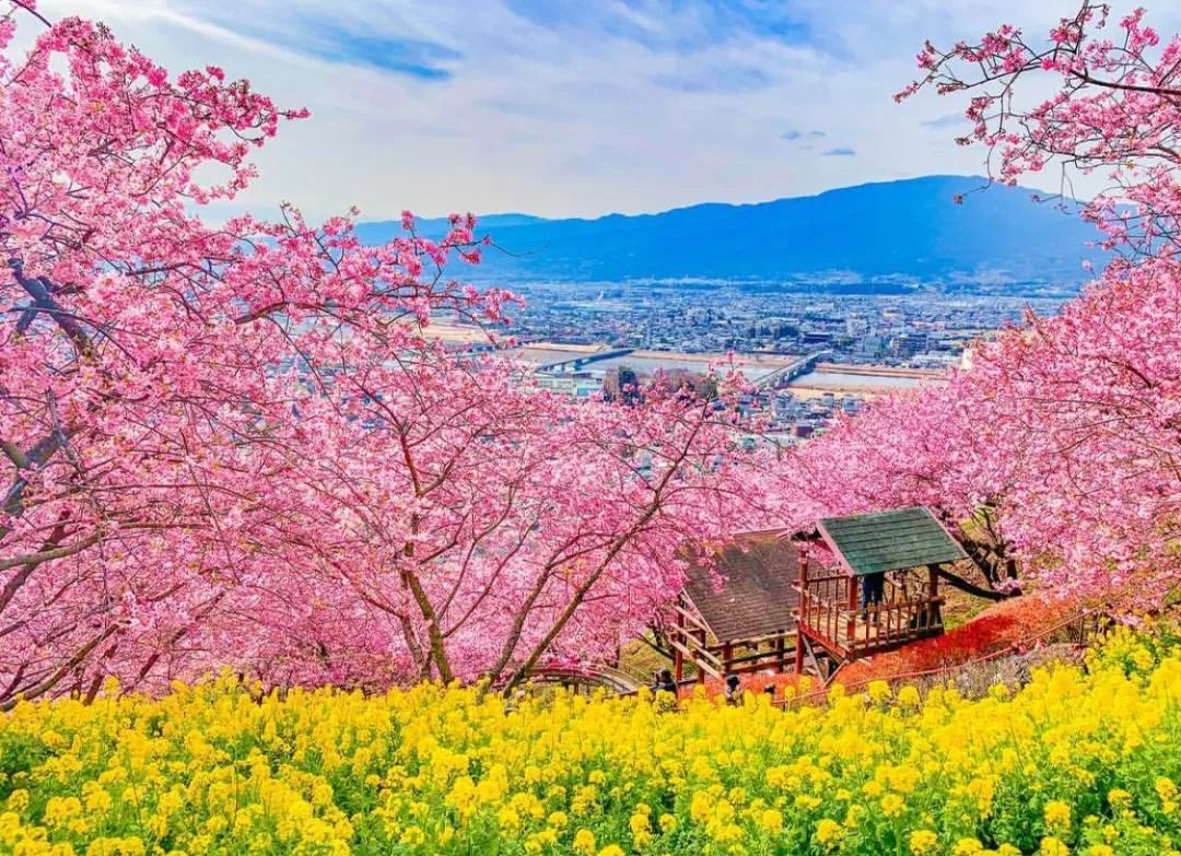 樱花季快到了赴日赏樱,樱花季太湖鼋头渚风景区赏樱攻略