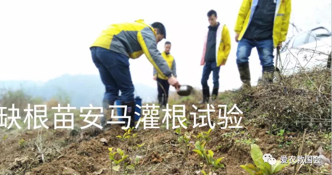 茶叶苗黄怎么办,茶苗有的变成黄的叶怎么办
