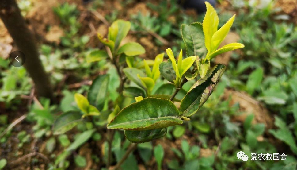 茶叶苗黄怎么办,茶苗有的变成黄的叶怎么办