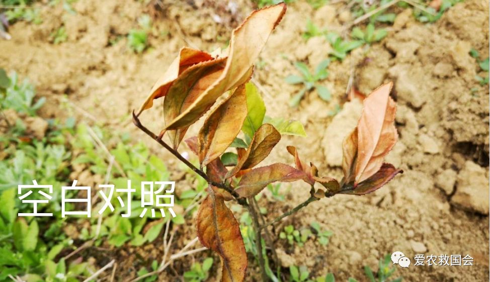 茶叶苗黄怎么办,茶苗有的变成黄的叶怎么办