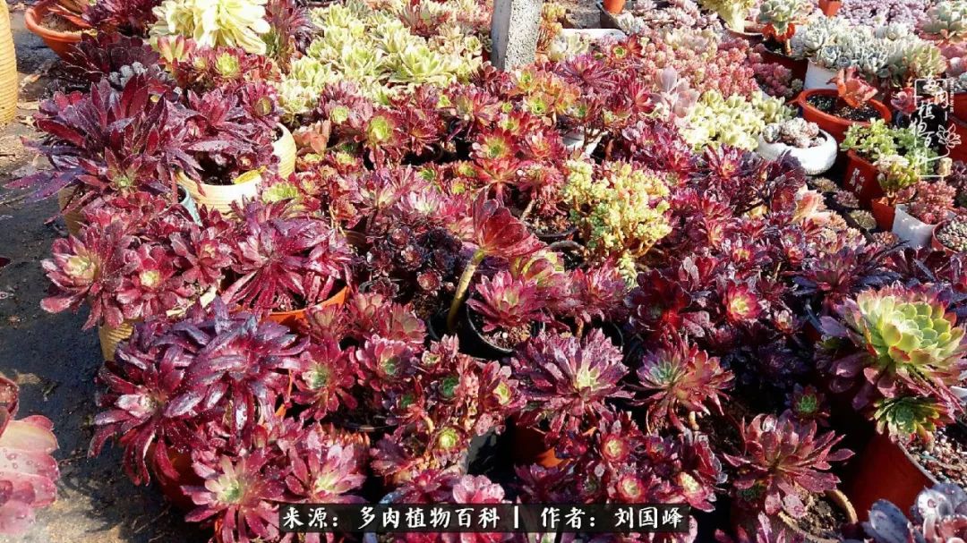 不学无术容易赚大钱,不学无术养多肉摇身一变资产过亿