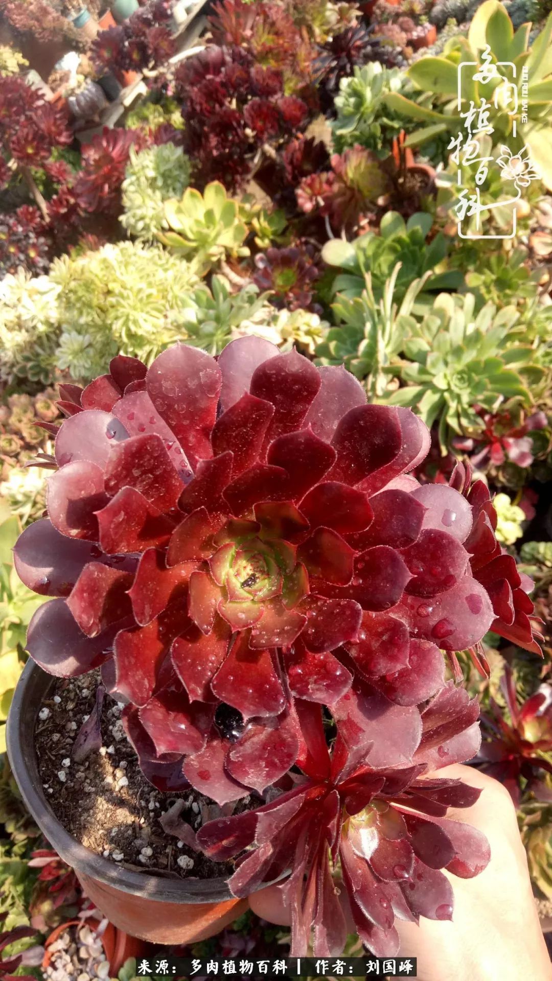 不学无术容易赚大钱,不学无术养多肉摇身一变资产过亿