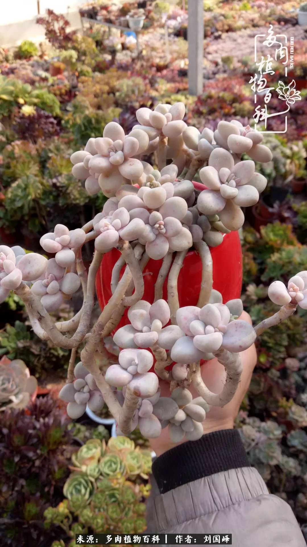 不学无术容易赚大钱,不学无术养多肉摇身一变资产过亿