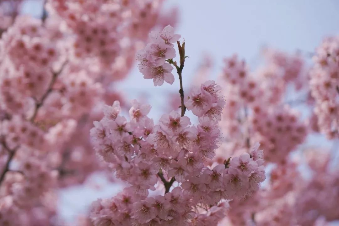 ¥899起/套--千亩桃花樱花盛放！为度假而生的舟山希尔顿不一样！俯瞰湖海双景太震撼！