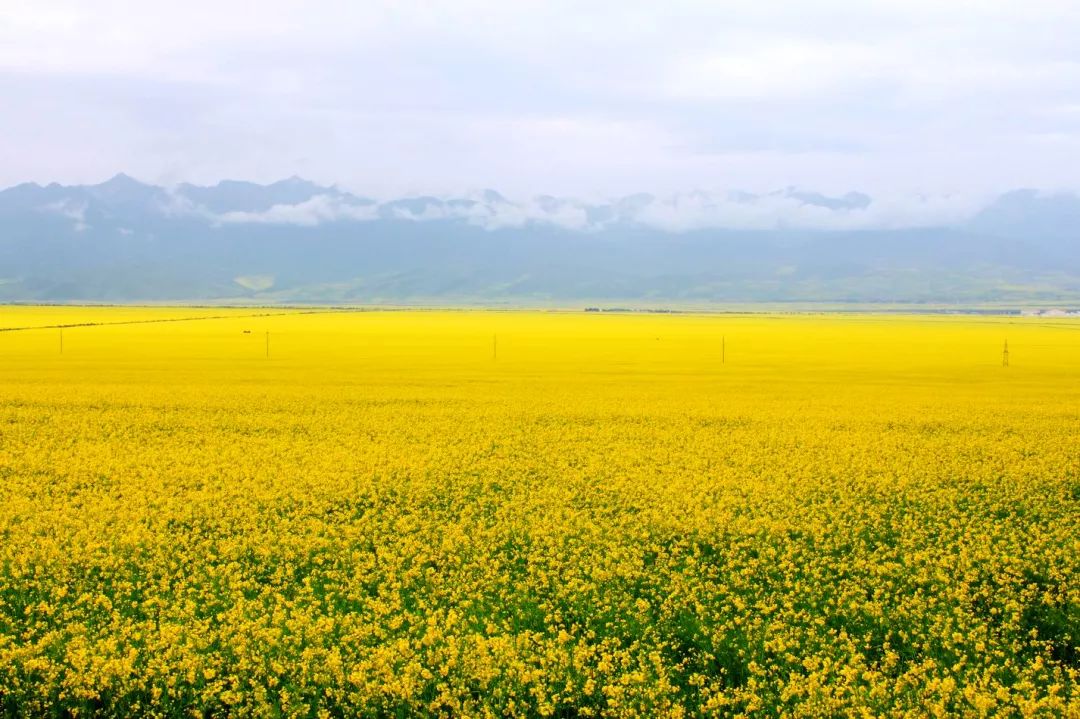 家乡的油菜花完全版,家乡的油菜花开了