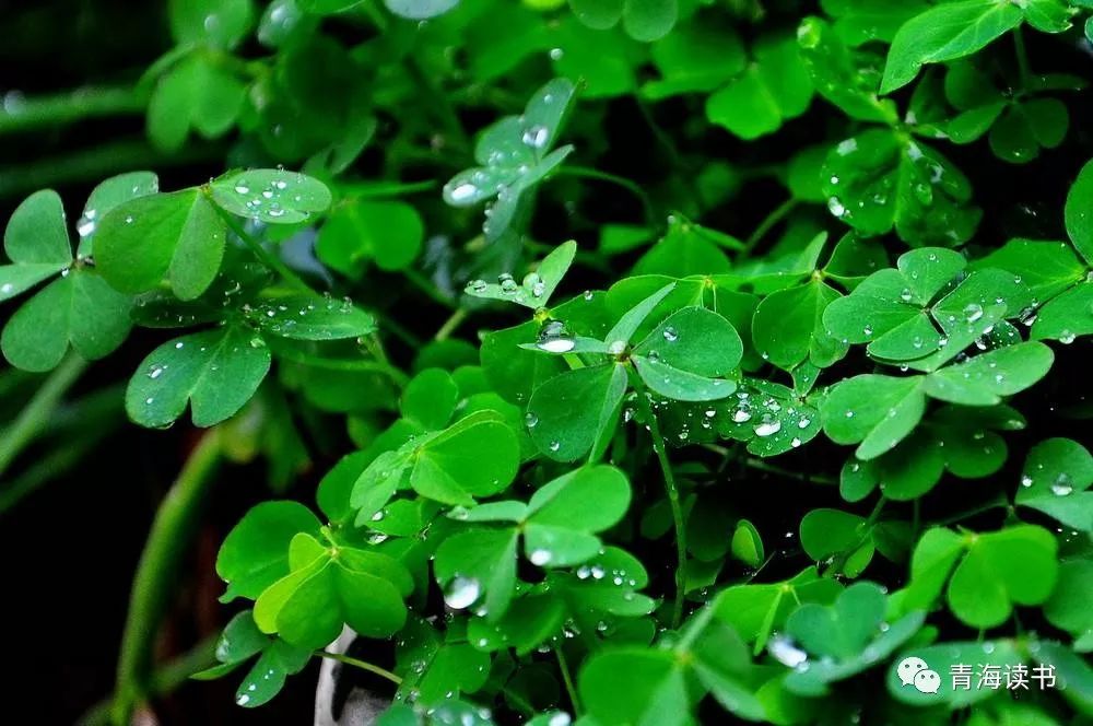 荷塘景色征文范文600字,荷塘为主题的征文