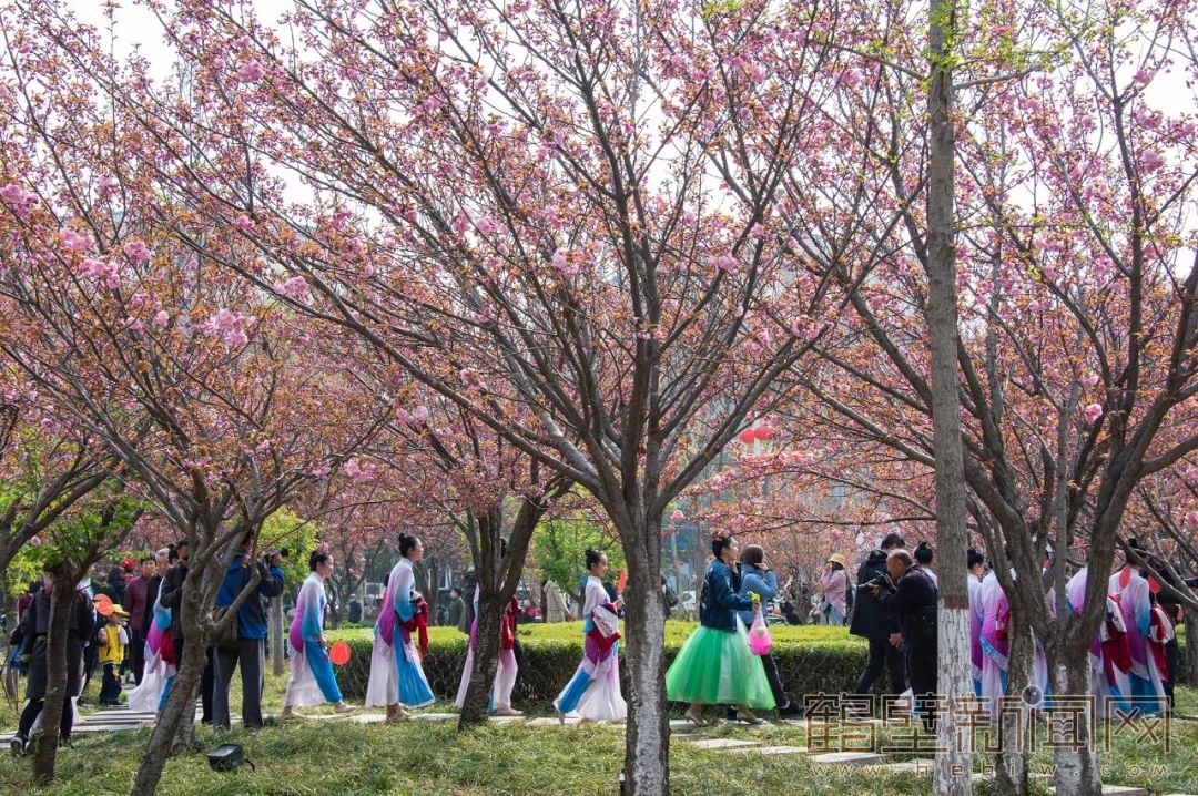 鹤壁樱花节樱花大道,鹤壁樱花节开幕