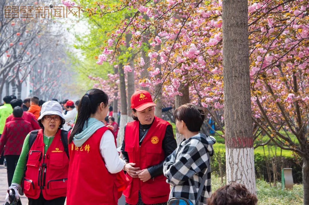 鹤壁樱花节樱花大道,鹤壁樱花节开幕