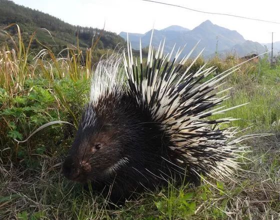 【慢城·关注】保护秦岭│蓝小宣带你探秘秦岭蓝田段“绿色宝库”（三）
