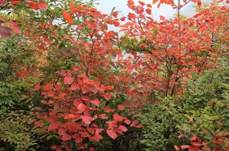 【慢城·关注】保护秦岭│蓝小宣带你探秘秦岭蓝田段“绿色宝库”（三）