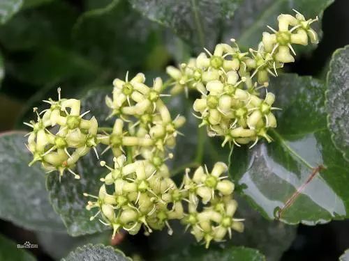 【慢城·关注】保护秦岭│蓝小宣带你探秘秦岭蓝田段“绿色宝库”（三）