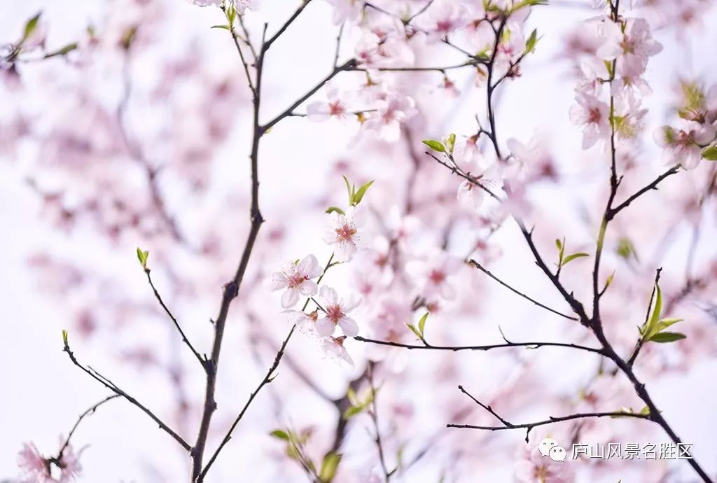 四月中旬的庐山,四月庐山是什么样的