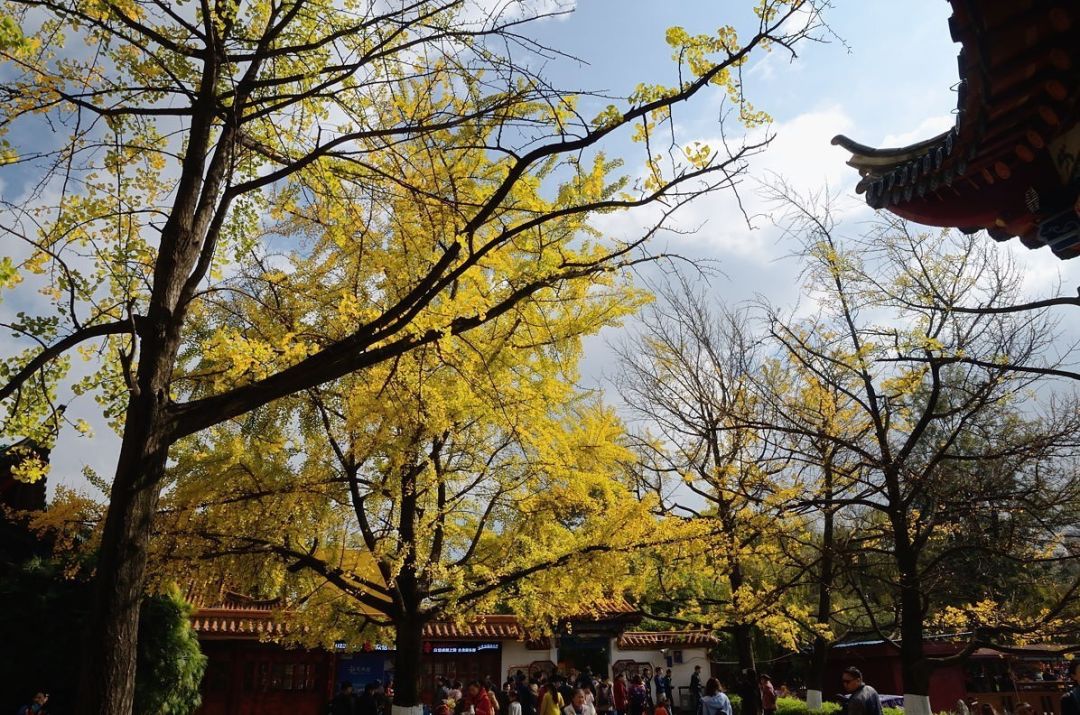 全面开挂！盘龙区大发展！未来不可估量！