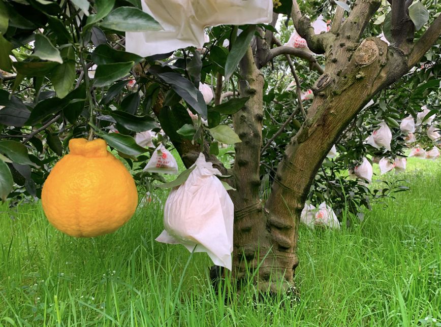 又脆又甜又多汁的水果,皮薄甜脆的水果