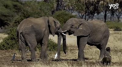 跟刘昊然在非洲过了6天5夜，发现他其实就是个话痨加多动症啊……