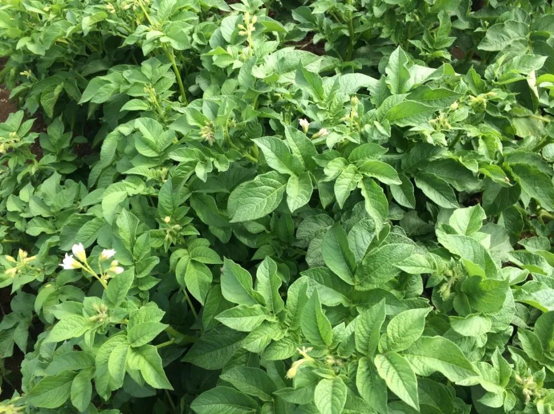 达科宁悬浮剂苗期能用吗,达科宁悬浮剂