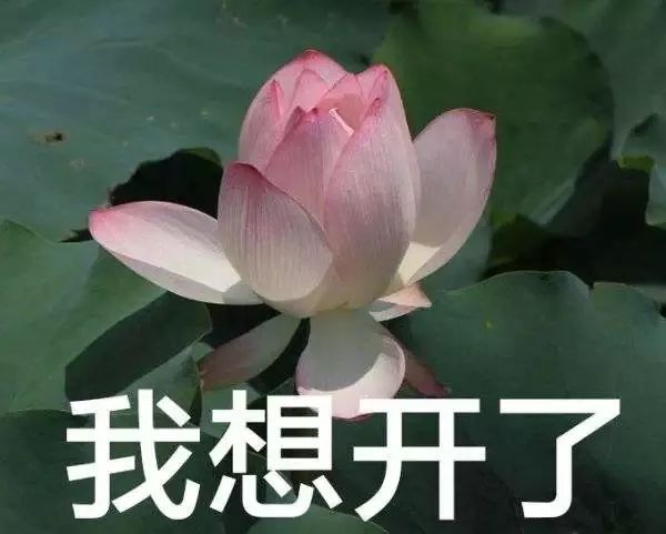 我买了生茶回去能够自己发酵吗？「再问就要被拉黑了」