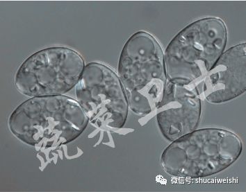 *粉白**还是霜霉？辣椒叶片上的“白毛”你分清了吗？