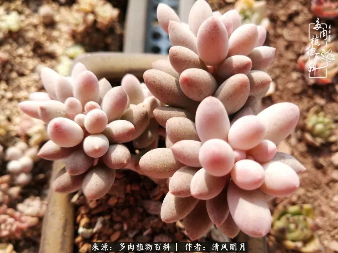 养多肉入坑感言,养多肉坑深似海