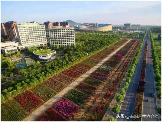 大美南阳月季盛开,南阳月季之乡标志图片