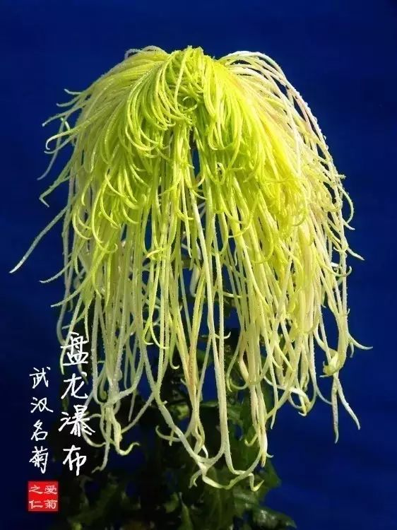 80种最美菊花高清图片,最具欣赏价值的菊花