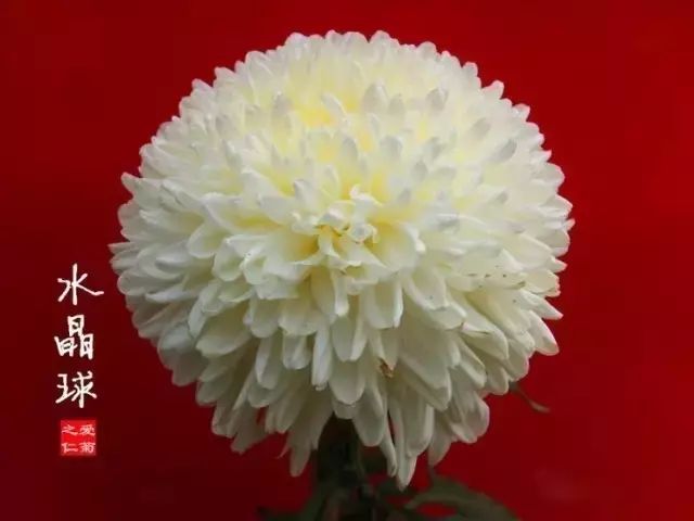 80种最美菊花高清图片,最具欣赏价值的菊花