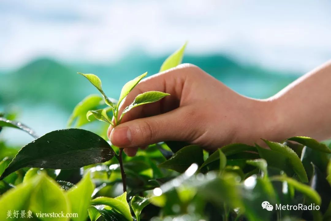 节气谷雨解说,谷雨节气的唯美诗句