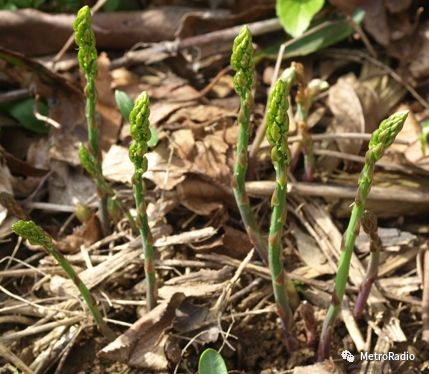 节气谷雨解说,谷雨节气的唯美诗句
