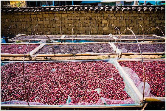 拼多多果园扶贫,拼多多农产品扶贫政策