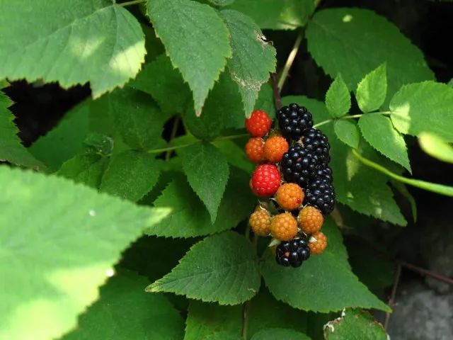 野外发现的桑葚能够直接吃吗,树上摘的桑葚能不能吃