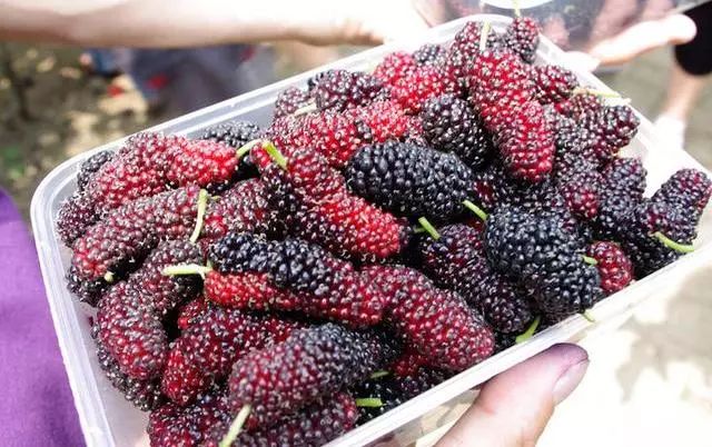 野外发现的桑葚能够直接吃吗,树上摘的桑葚能不能吃