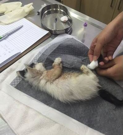 小猫皮肤溃烂被遗弃，新主人不顾病危通知，坚持治疗换来新生！