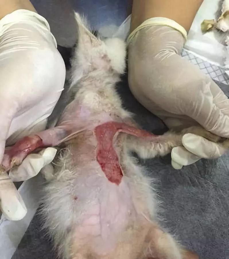 小猫皮肤溃烂被遗弃，新主人不顾病危通知，坚持治疗换来新生！