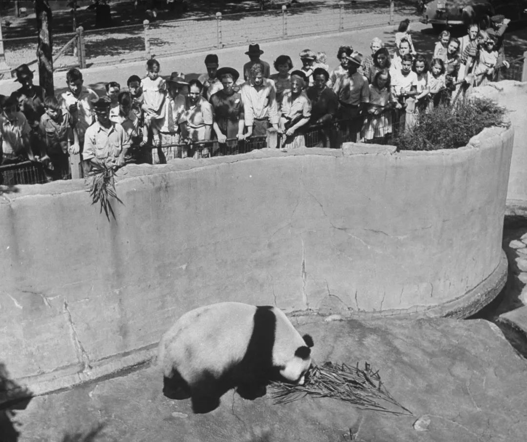 熊猫萌,熊猫萌啦