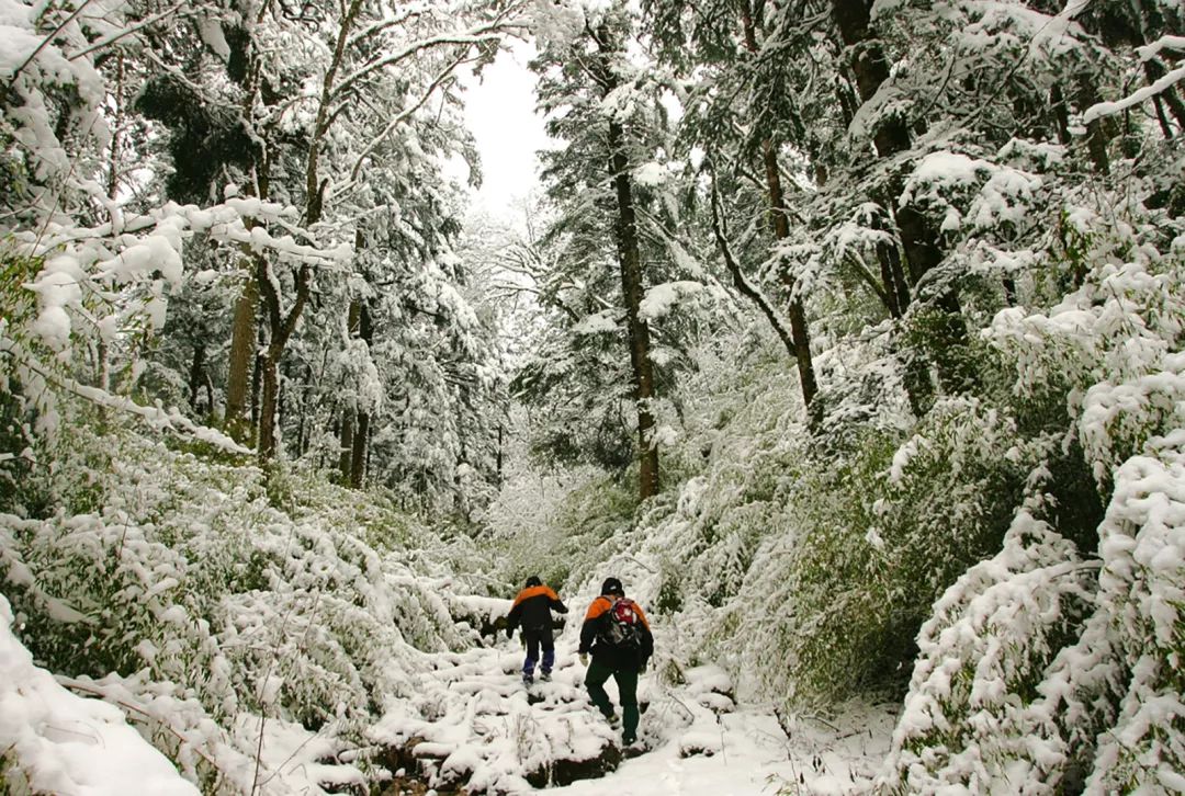 熊猫萌,熊猫萌啦