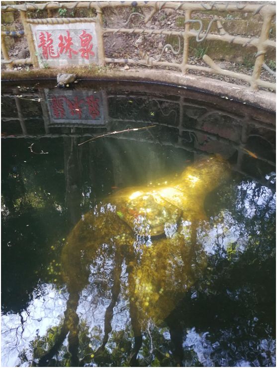 花为美，峡谷风光等你来，娱乐休闲尽开怀