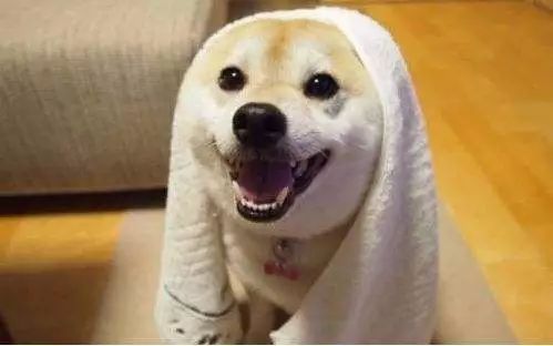 “免费认领宠物”加微信？宠物没到手，钱没了……