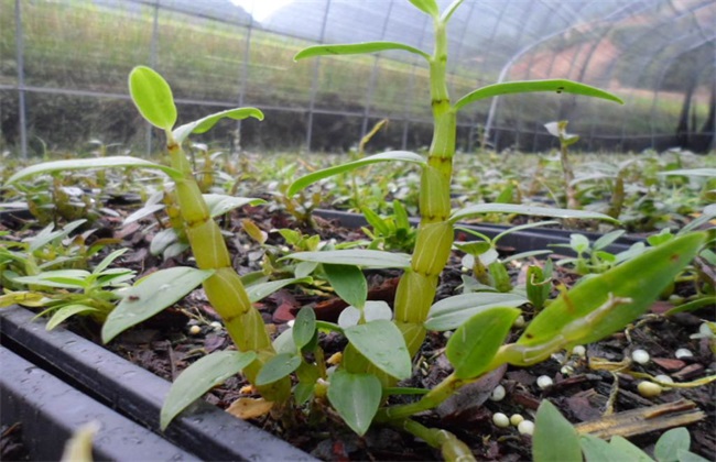 石斛一般多少一斤,铁皮石斛回收多少一斤