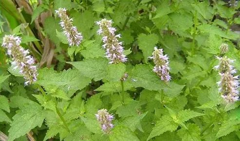 秋冬泡脚加点它,天冷了用这种方法泡脚更有益健康