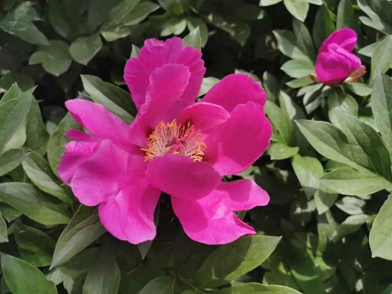 惊艳！300000朵芍药花海美成仙境！洛阳这个地方，现在去刚刚好！