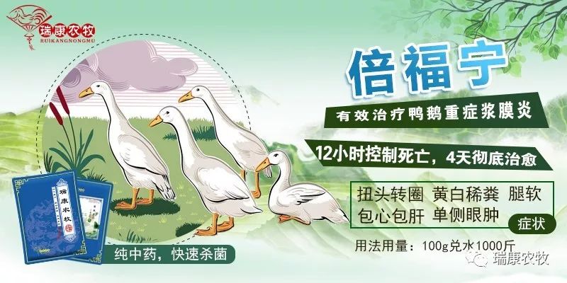 大棚养鹅成本利润,养鹅投资与利润分析