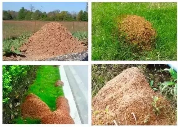 广东下雨后出现的虫子,广东雨后常见的虫子