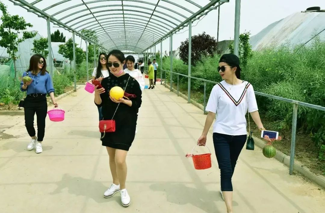 洛阳樱桃桑葚采摘最佳地点,洛阳樱桃桑葚采摘园