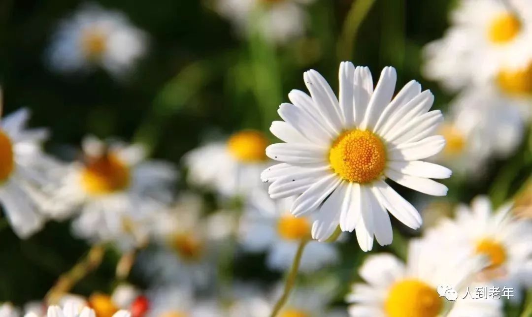 中国民歌经典100首云南民歌,最好听的30首民歌