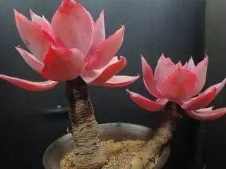 多肉老桩怎么才能更好看,紫珍珠多肉老桩能够用全颗粒土吗