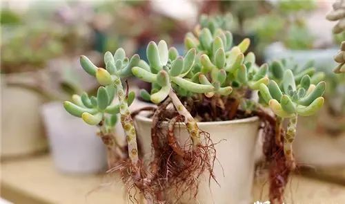 多肉老桩怎么才能更好看,紫珍珠多肉老桩能够用全颗粒土吗