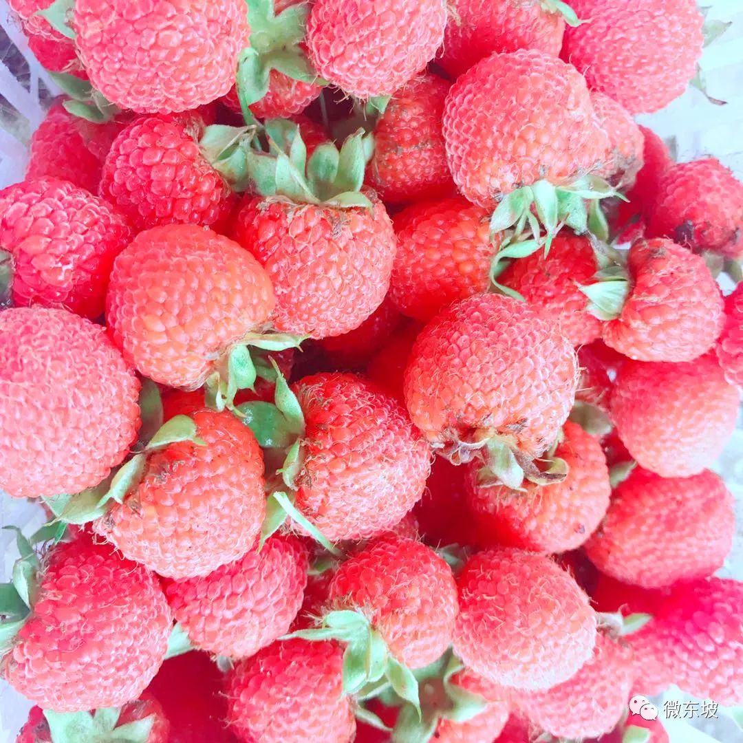 树莓采摘时节,又到了采摘树莓的季节