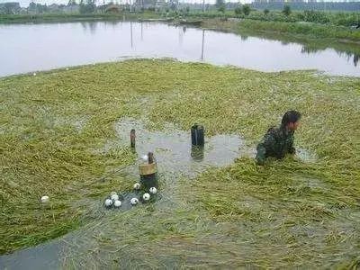 蟹塘里青苔的种类,蟹塘青苔能够杀吗
